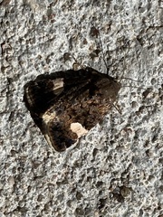 Tyta