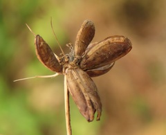 Lomatium dissectum dissectum