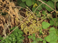 Lomatium dissectum dissectum