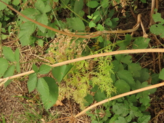 Lomatium dissectum dissectum