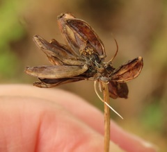 Lomatium dissectum dissectum