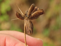 Lomatium dissectum dissectum