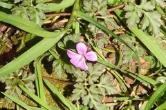 Geranium robertianum