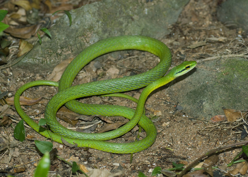 Western Parrot-Snake