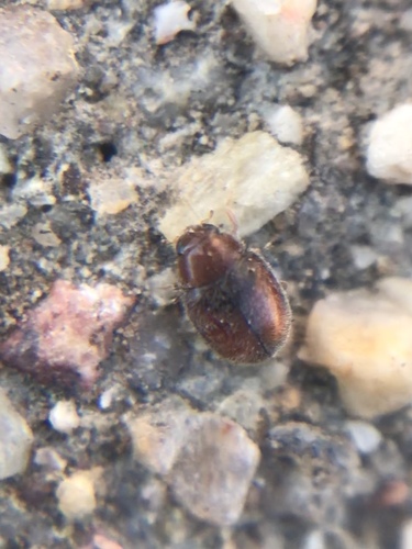 Little Brown Mealybug Destroyer photo 3