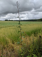 Lactuca virosa