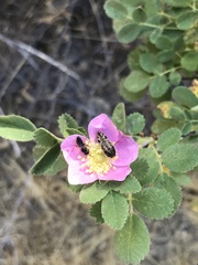 Acmaeodera hepburnii