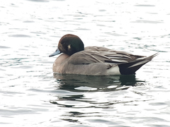 Anas acuta × Mareca americana
