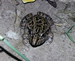 Leptodactylus fuscus