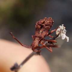 Enoplops scapha