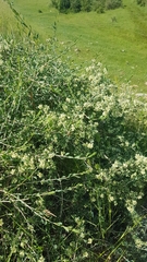 Atraphaxis frutescens