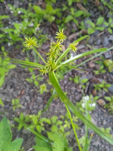 Cyperus cyperinus iNat (1)