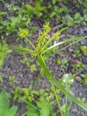 Cyperus cyperinus