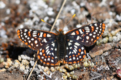 Euphydryas colon