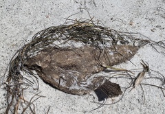 Ogcocephalus cubifrons