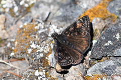 Erynnis pacuvius