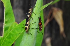 Oncopeltus cingulifer