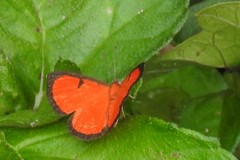Mesene phareus