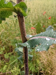 Lactuca virosa