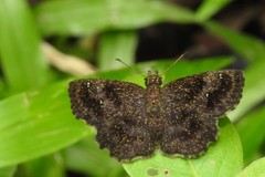 Staphylus ascalaphus