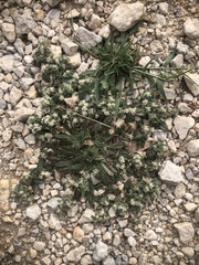 Gossypianthus lanuginosus