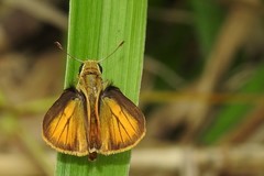 Polites vibex praeceps