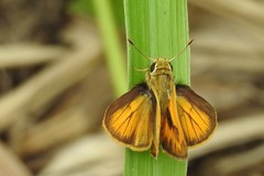 Polites vibex praeceps