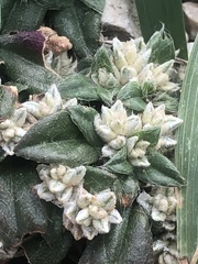 Gossypianthus lanuginosus
