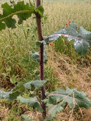 Lactuca virosa