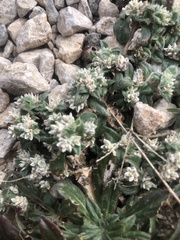 Gossypianthus lanuginosus