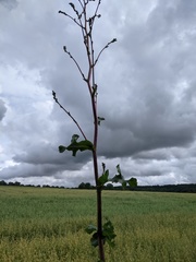 Lactuca virosa