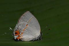 Iaspis andersoni