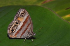 Cissia pseudoconfusa