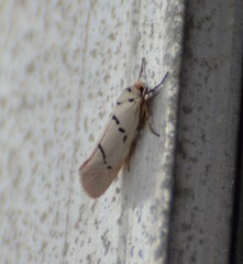 Enaemia atrolinea