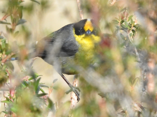 Pale-naped Brushfinch (Atlapetes pallidinucha), photo 8