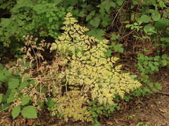 Lomatium dissectum dissectum