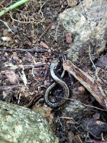 Peaks of Otter Salamander, Plethodon hubrichti