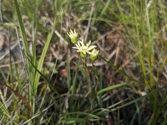 Solidago × krotkovii