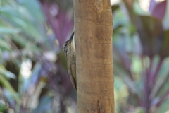 Dendrocolaptes platyrostris