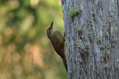 Dendrocolaptes platyrostris