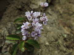 Veronica hulkeana