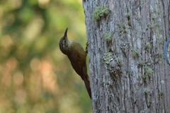 Dendrocolaptes platyrostris