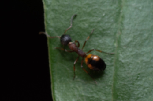 Mottled Odorous Ant photo 5