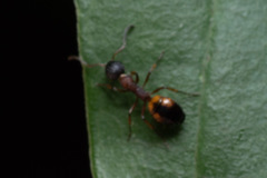 Dolichoderus plagiatus