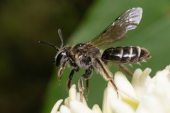 Gonandrena