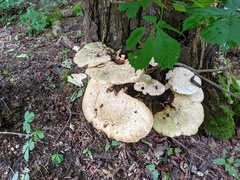 Cerioporus squamosus