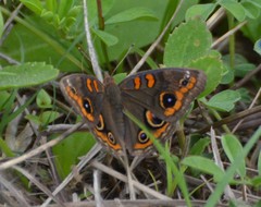 Junonia stemosa