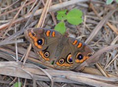 Junonia stemosa