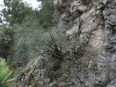 Carmichaelia glabrescens