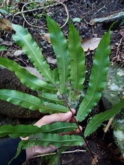 Dryopteris pseudosieboldii